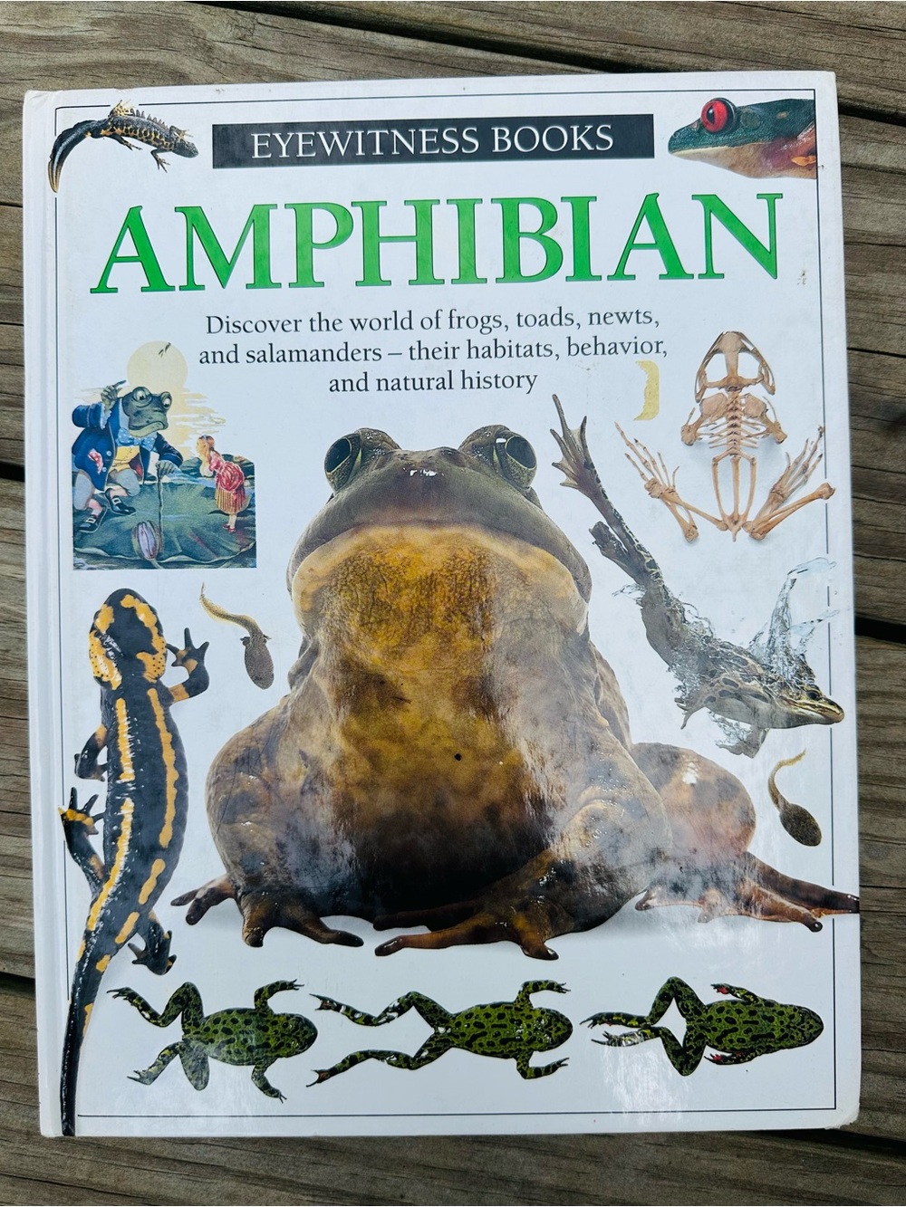 AMPHIBIAN -Eyewitness Book